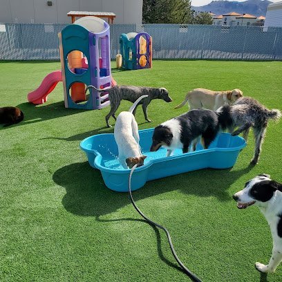 Dog day care in Carson City Nevada Doggie Days 1 1