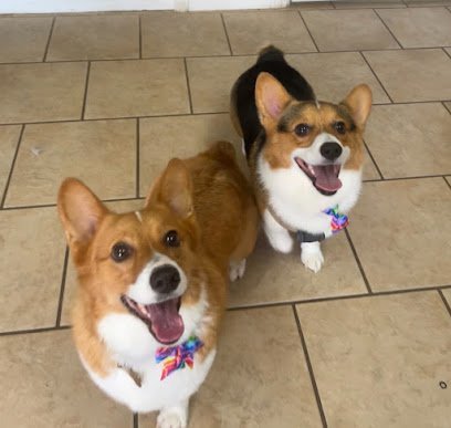 Dog day care in Carthage Tennessee K9 Comfort Paws 1