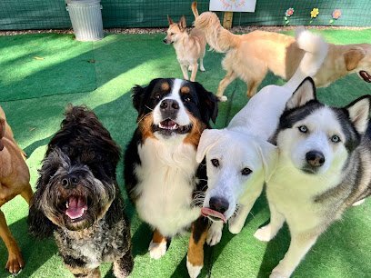 Dog day care in Carver Massachusetts Haileys Happy Wags 1