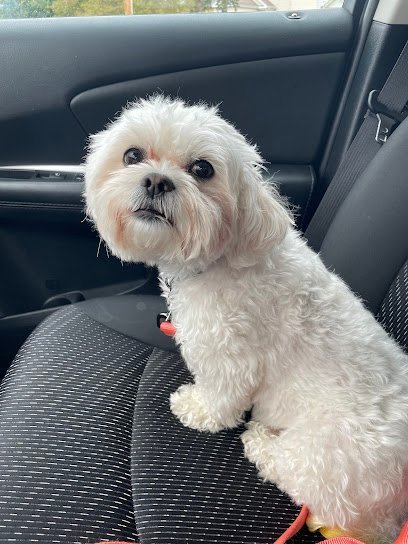 Dog day care in Cary Illinois ALL4K9 1