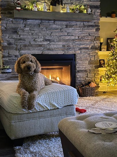 Dog day care in Cary North Carolina Mosa Pet Spa Boutique 1