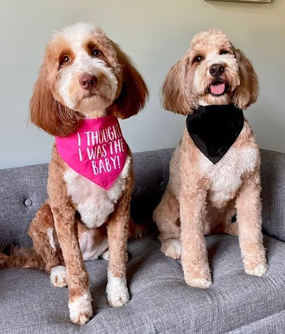 Dog day care in Cary North Carolina Mosa Pet Spa Resort 1