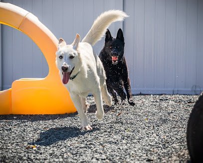 Dog day care in Castle Hayne North Carolina The Barkington 1