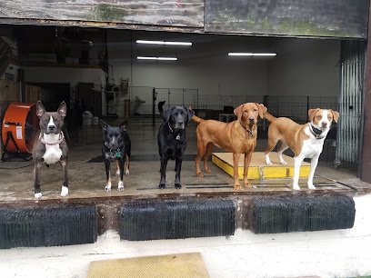 Dog day care in Catonsville Maryland Pet U Cation Training Rehabilitation Services LLC 1