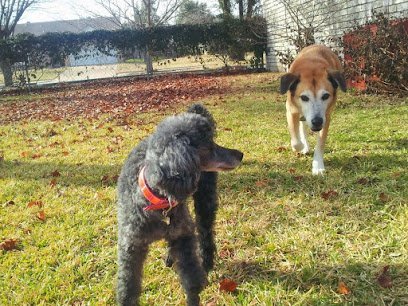 Dog day care in Cedar Hill Texas Maw N Paws PuppyCare 1