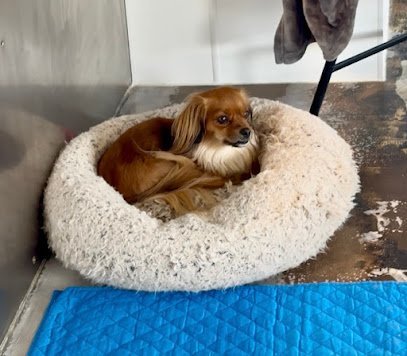 Dog day care in Cedar Rapids Iowa Downtown Dogs Social Club 1