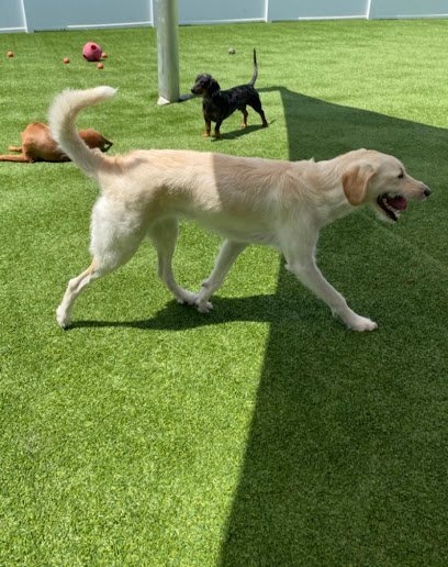 Dog day care in Cedar Rapids Iowa Hia Dog Boarding Daycare 1