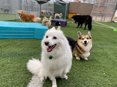Dog day care in Center Conway New Hampshire Pet Rendezvous 1