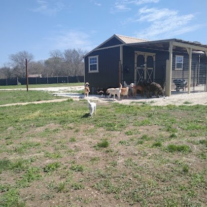 Dog day care in Center Point Texas Hill Country K9 Club 1