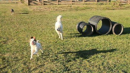 Dog day care in Centerburg Ohio Frosty Goldens Dog Boarding 1