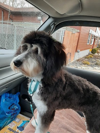 Dog day care in Centerville Indiana Abington Pines Dog Boarding 1