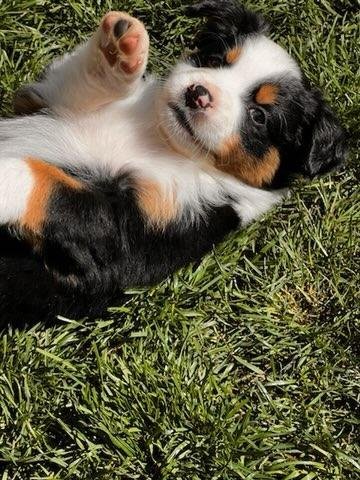 Dog day care in Central Point Oregon Table Rock Boarding Kennels 1