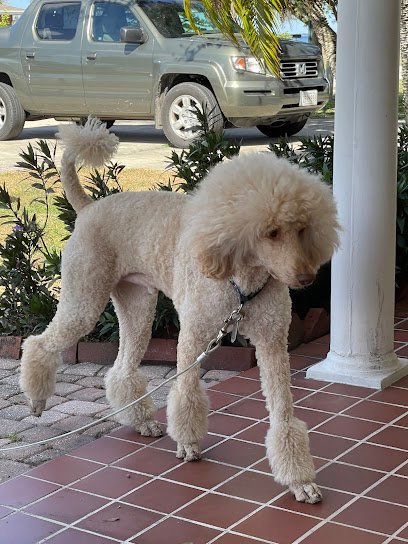 Dog day care in Centreville Maryland Dandyland Pet Care Center 1