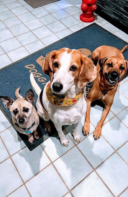 Dog day care in Chapel Hill North Carolina Doggie Spa Day Care 1