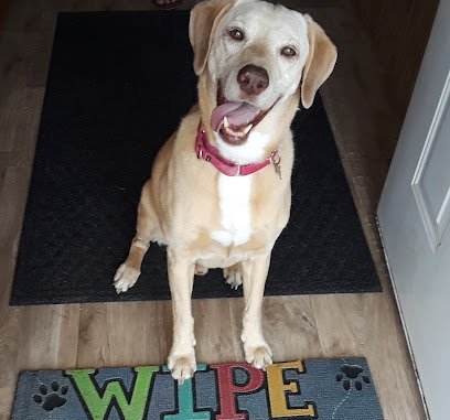 Dog day care in Charlevoix Michigan Kennel 31 1