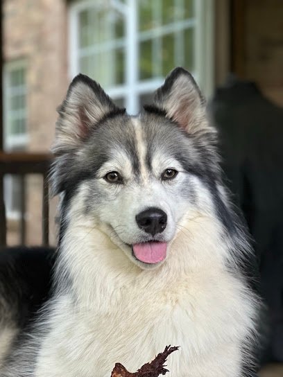 Dog day care in Charlotte North Carolina Animal People Dog Boarding Day Care 1