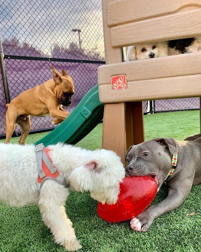 Dog day care in Charlotte North Carolina Central Bark Charlotte Matthews 1