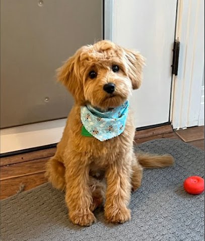 Dog day care in Charlotte North Carolina Digs Dog Care 1