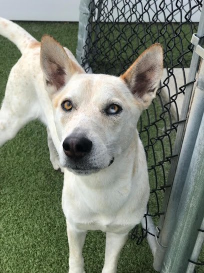 Dog day care in Charlotte North Carolina Dogs All Day 1