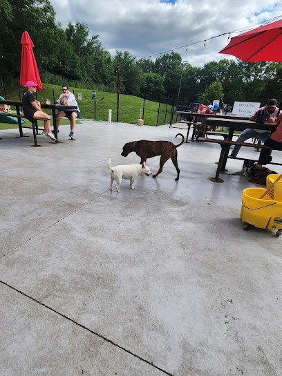 Dog day care in Charlotte North Carolina Lucky Dog Bark Steele Creek 1