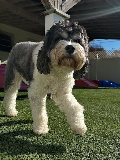 Dog day care in Charlotte North Carolina NoDa Bark Board 1