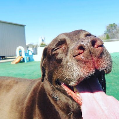 Dog day care in Charlotte North Carolina One Lucky Pup 1