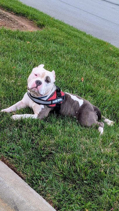 Dog day care in Charlotte North Carolina Pet Palace Charlotte 1