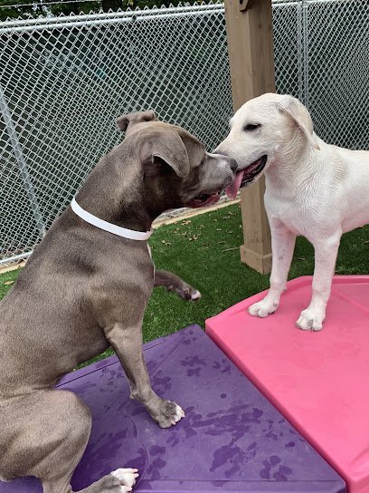Dog day care in Charlotte North Carolina Pet Palace South Charlotte 1