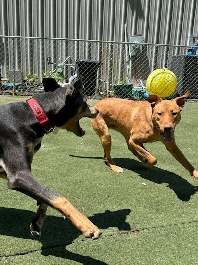 Dog day care in Charlotte North Carolina Planet Pup 1
