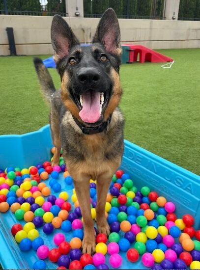 Dog day care in Charlotte North Carolina Queen City Canine 1