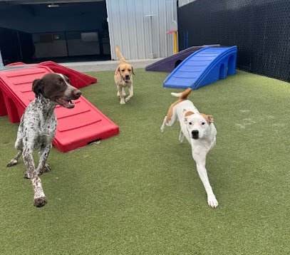Dog day care in Charlotte North Carolina Social Pet at Charlotte 1