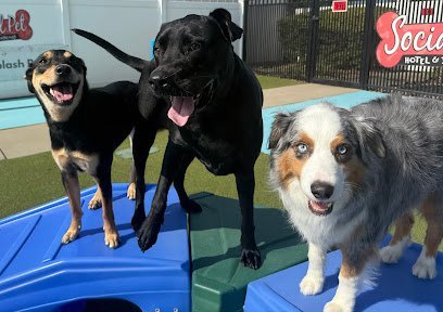 Dog day care in Charlotte North Carolina Social Pet at Northlake 1