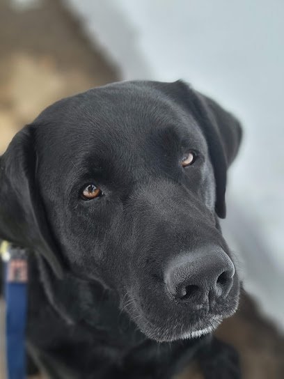 Dog day care in Charlton Massachusetts Pawdcast Canine Services 1