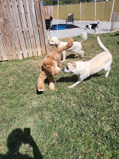 Dog day care in Chattanooga Tennessee PetQuest Spa Hotel 1