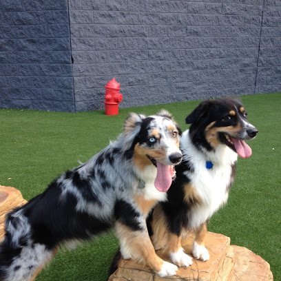 Dog day care in Chattanooga Tennessee Play Wash Pint 1