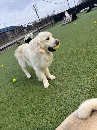 Dog day care in Chattanooga Tennessee Play Wash Stay 1