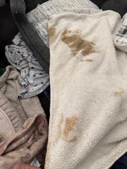 Dog day care in Chattanooga Tennessee The Inn at Wolftever Pet Boarding Grooming Daycare 1