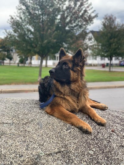 Dog day care in Chelmsford Massachusetts Abby s Dog Daycare 1