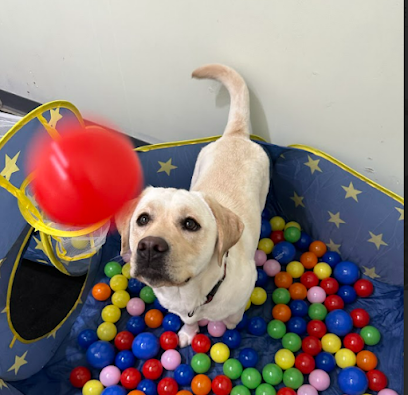 Dog day care in Chelsea Michigan Chelsea Animal Recreation Center 1