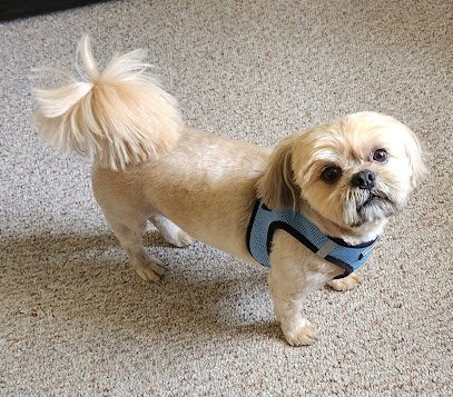 Dog day care in Chesterfield Michigan Tree Lodge Pet Resort 1