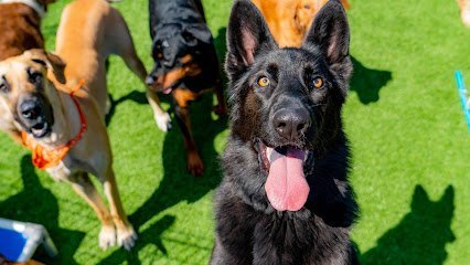 Dog day care in Chesterfield Missouri Kennelwood Pet Resort 1