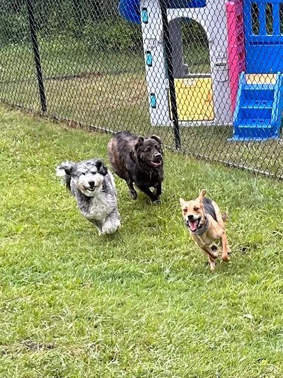 Dog day care in Chesterland Ohio Paws Kisses Doggy Daycare 1