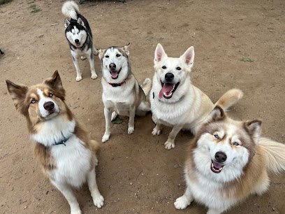 Dog day care in Chestertown Maryland Hot Diggity Dawg Pet Services 1