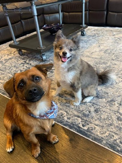 Dog day care in Chicago Illinois Aeslin Pup Hub Noble Square 1