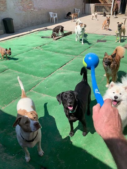 Dog day care in Chicago Illinois All Star Pet Care Inc 1