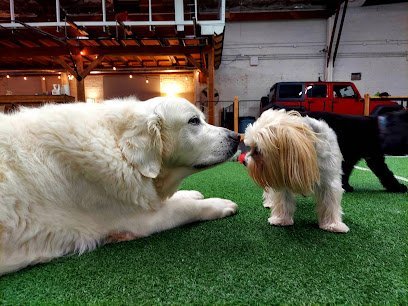 Dog day care in Chicago Illinois Allegro Pet Services Inc 1