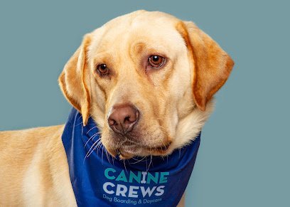 Dog day care in Chicago Illinois Canine Crews 1