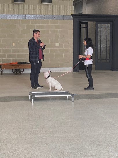 Dog day care in Chicago Illinois Canine Perspective Structured Daycare Boarding Training 1