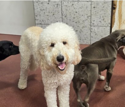 Dog day care in Chicago Illinois Canine Social Club 1