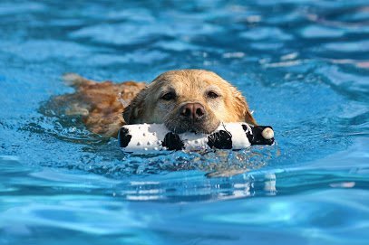 Dog day care in Chicago Illinois Doggy Paddle Aquatic Center For Dogs 1